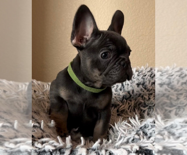 Medium Photo #6 French Bulldog Puppy For Sale in BRENTWOOD, CA, USA
