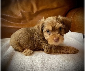 ShihPoo-Shorkie Tzu Mix Puppy for sale in WILMINGTON, NC, USA