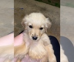 Small #3 Golden Retriever