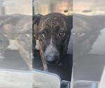 Small American Staffordshire Terrier Mix