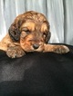 Small Photo #1 Miniature Bernedoodle Puppy For Sale in ARCHBOLD, OH, USA