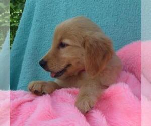 Golden Retriever Puppy for sale in SHILOH, OH, USA