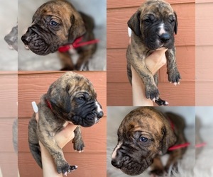 Great Dane Puppy for sale in LOCHBUIE, CO, USA
