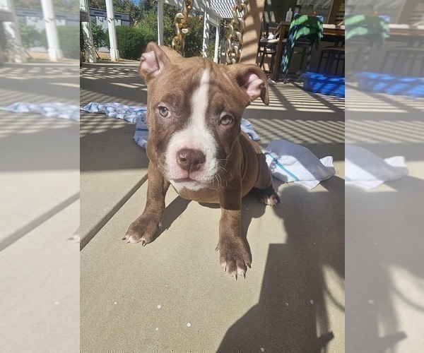 Medium Photo #2 American Bully Puppy For Sale in QUARTZ HILL, CA, USA