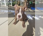 Small Photo #13 American Bully Puppy For Sale in QUARTZ HILL, CA, USA