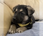 Small #52 German Shepherd Dog