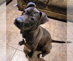 Small Photo #12 American Pit Bull Terrier Puppy For Sale in Clinton , MI, USA