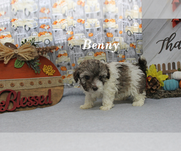 Medium Photo #19 Poodle (Toy) Puppy For Sale in CHANUTE, KS, USA