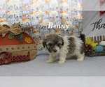 Small #18 Poodle (Toy)