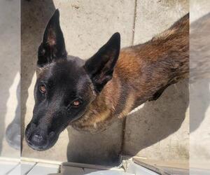 Mutt Dogs for adoption in Camarillo, CA, USA