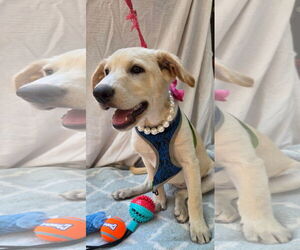 Labrador Retriever-Unknown Mix Dogs for adoption in Decatur, GA, USA