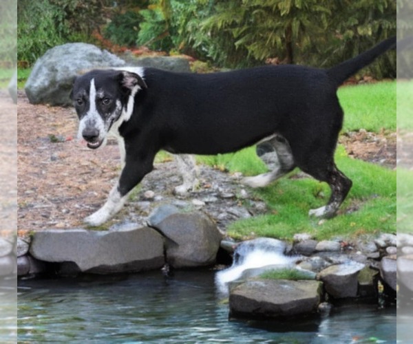 Medium Photo #4 Great Pyrenees-Unknown Mix Puppy For Sale in Dumont, NJ, USA