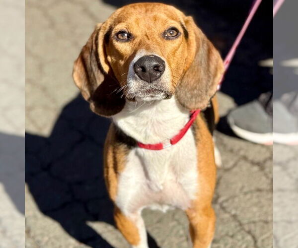 Medium Photo #2 Beagle Puppy For Sale in Canton, CT, USA