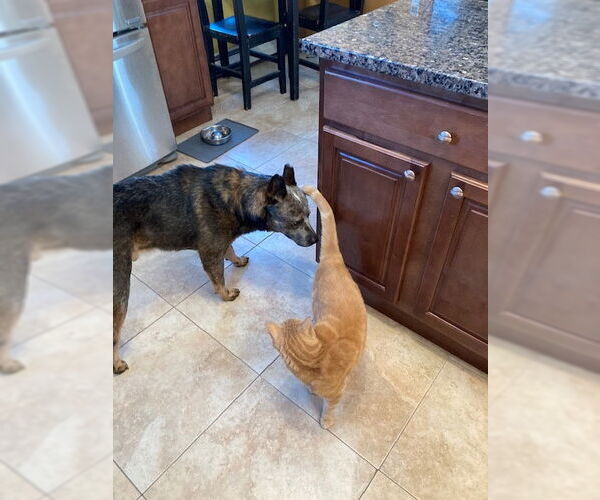 Medium Photo #3 Mutt Puppy For Sale in Garden City, NY, USA