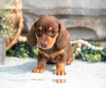 Small Photo #14 Dachshund Puppy For Sale in NAPPANEE, IN, USA