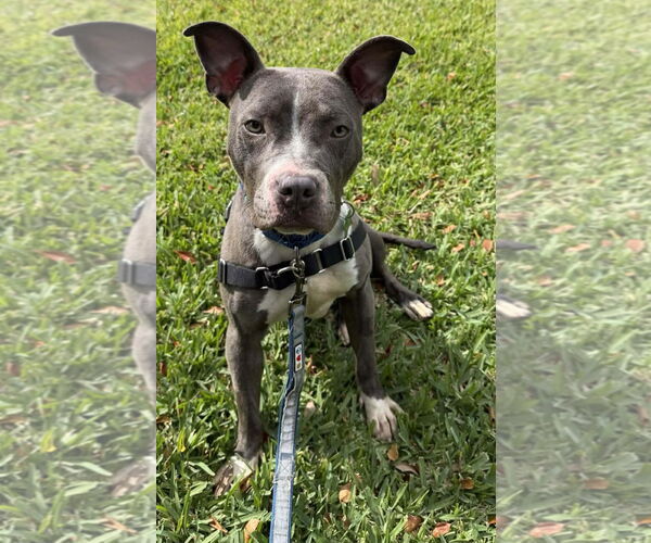 Medium Photo #6 Staffordshire Bull Terrier Puppy For Sale in Pompano Beach , FL, USA