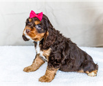 Puppy Bonny Cocker Spaniel