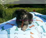 Small #9 German Shepherd Dog