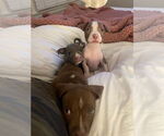 Small #3 American Staffordshire Terrier Mix