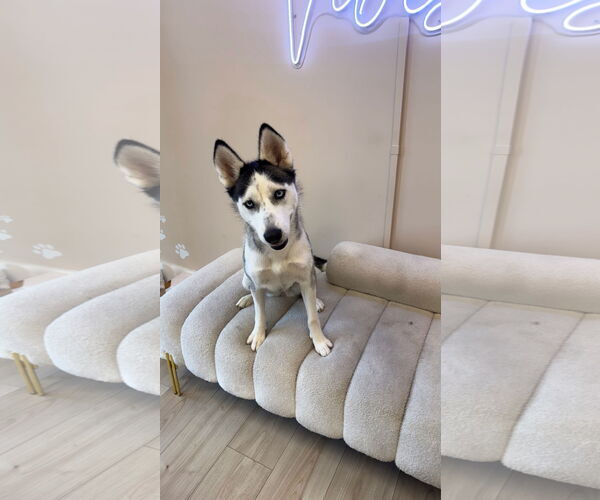 Medium Photo #4 - Mix Puppy For Sale in miami, FL, USA