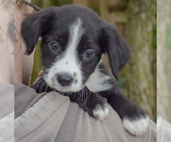 Medium Photo #6 Mutt Puppy For Sale in Huntley, IL, USA