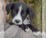 Small #5 Mutt