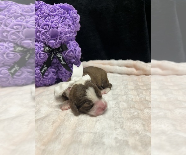 Medium Photo #1 Goldendoodle-Miniature Australian Shepherd Mix Puppy For Sale in AUSTIN, TX, USA