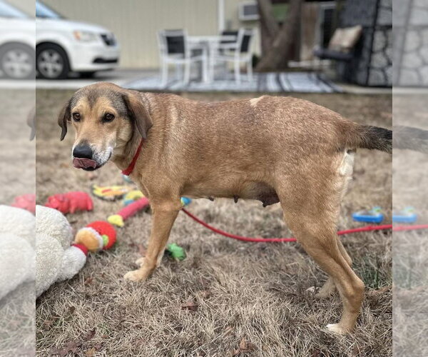 Medium Photo #4 Mutt Puppy For Sale in Yardley, PA, USA