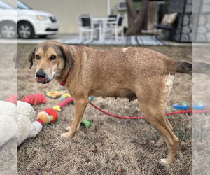 Moodonna Lower Fee! - Female Mutt Dog for Adoption - Photo #4