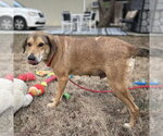 Small #3 Mutt