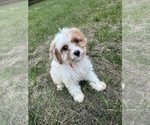 Small #3 Cavapoo-Poodle (Miniature) Mix