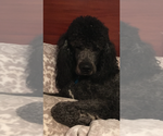 Small Photo #10 Poodle (Standard) Puppy For Sale in ARAB, AL, USA