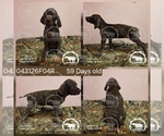 Puppy Girl 043126F04R German Shorthaired Pointer
