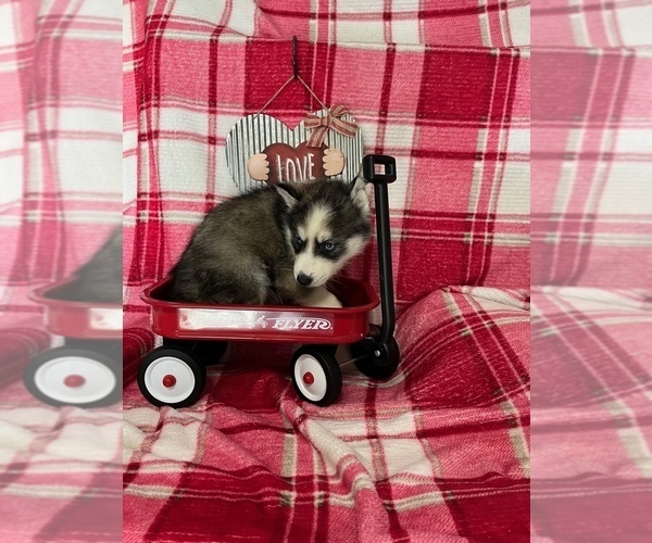 Medium Photo #17 Siberian Husky Puppy For Sale in DEARBORN, MO, USA