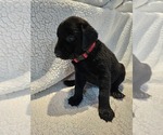 Puppy Red Labrador Retriever