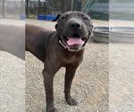 Small Chinese Shar-Pei Mix