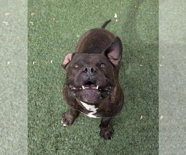 Medium Photo #3 American Staffordshire Terrier-Bulldog Mix Puppy For Sale in Rockwall, TX, USA