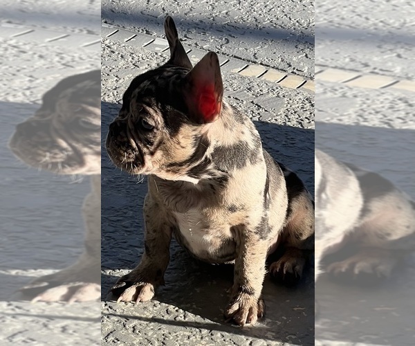 Medium Photo #1 French Bulldog Puppy For Sale in OCALA, FL, USA