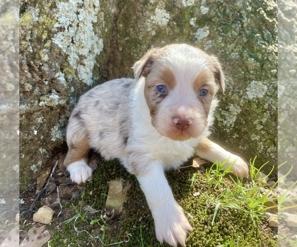 Medium Photo #2 Miniature Australian Shepherd Puppy For Sale in AMITY, AR, USA