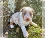 Small #1 Miniature Australian Shepherd
