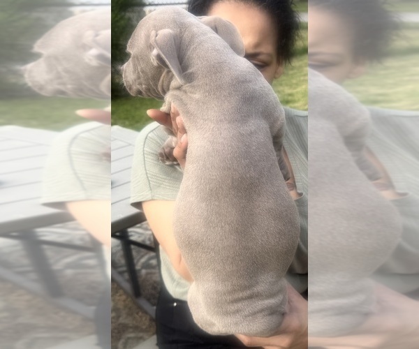 Medium Photo #20 American Bully Puppy For Sale in LAKE STATION, IN, USA