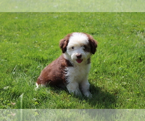 Aussie-Poo Puppy for sale in SHILOH, OH, USA