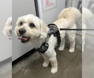 Poodle (Miniature)-Unknown Mix Dogs for adoption in Rosenberg, TX, USA