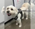 Small Poodle (Miniature) Mix