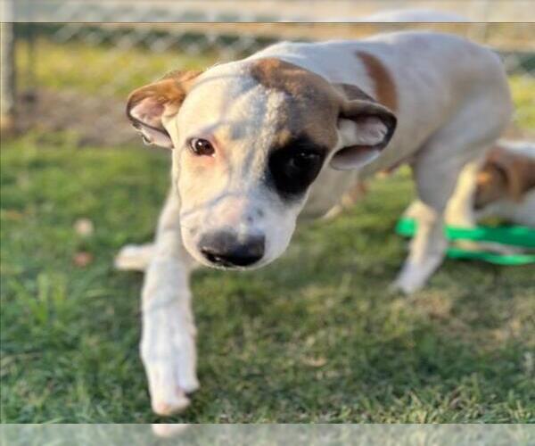 Medium Photo #1 Mutt Puppy For Sale in Texas City, TX, USA