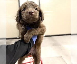 Labrador Retriever Mix Dog for Adoption in Houston, Texas USA