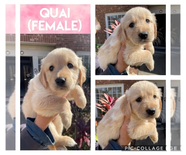 Medium Photo #1 Golden Retriever Puppy For Sale in MISSOURI CITY, TX, USA