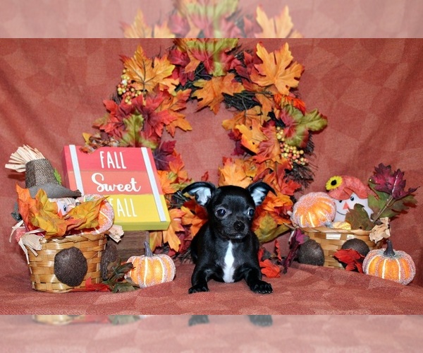 Medium Photo #6 Chihuahua Puppy For Sale in CHARLESTON, AR, USA