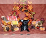 Puppy Kincaid Chihuahua
