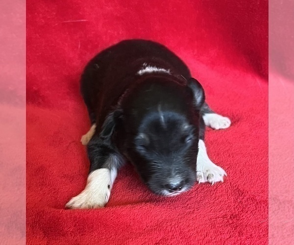 Medium Photo #2 Shel-Aussie Puppy For Sale in FORT MORGAN, CO, USA